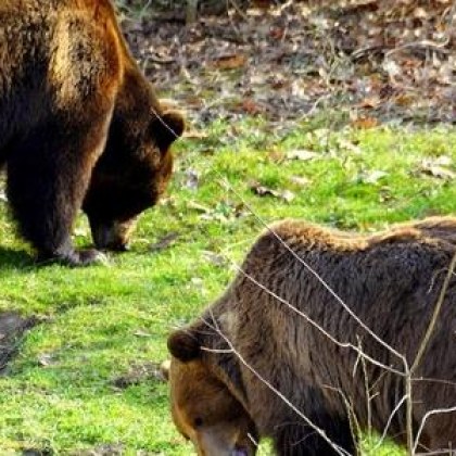 Двете мечки в зооцентъра в Добрич – Берна и Костадин