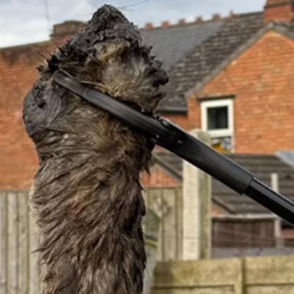 Плъховете започнаха да тероризират жителите на Бирмингам Великобритания заради огромното