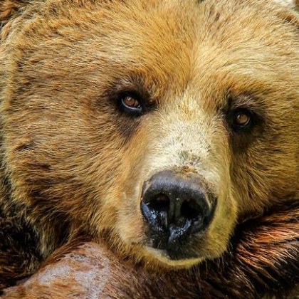 Мечка се е появила край границата над кюстендилското село Гърляно