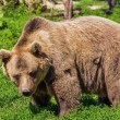 Съдят ловец, застрелял мечката, която го нападнала