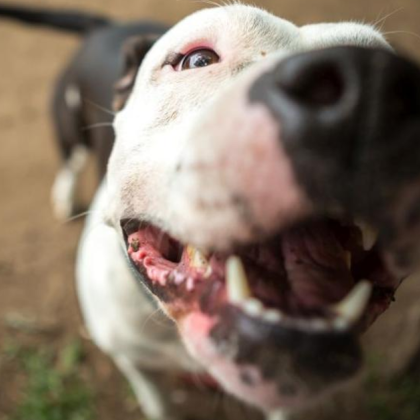 Жител на Плевен алармира за опасен инцидент с агресивно куче