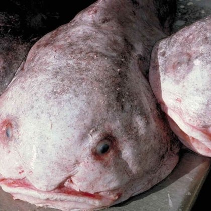 Рибата петно Blobfish описвана като най грозното животно в света беше