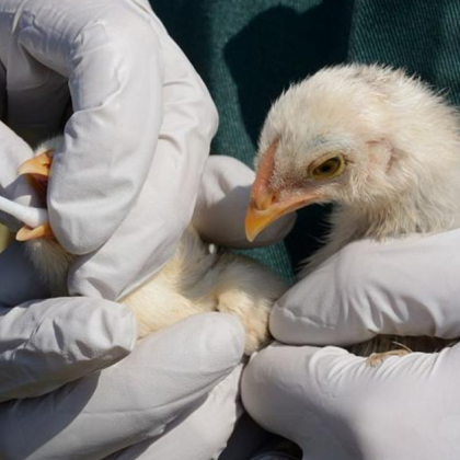 Ново огнище на птичи грип е открито в Пловдивска област