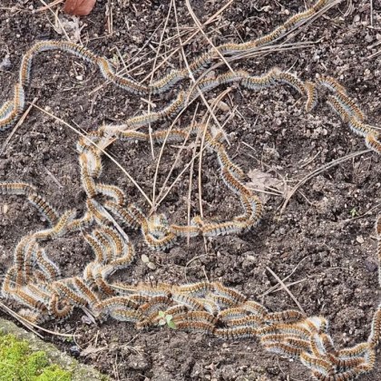 Борова процесионка – на пръв поглед безобидна гъсеница но всъщност