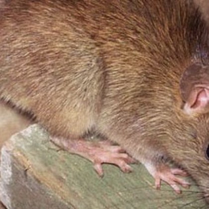 Акциите на Zensho Holdings която управлява веригата ресторанти Sukiya паднаха