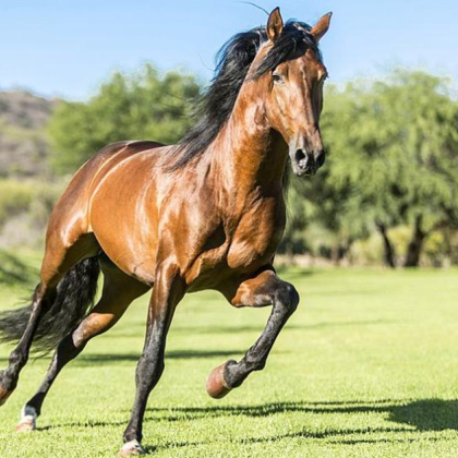 Състезателен кон блъсна 72 годишен мъж в село Владимирово община Бойчиновци съобщиха