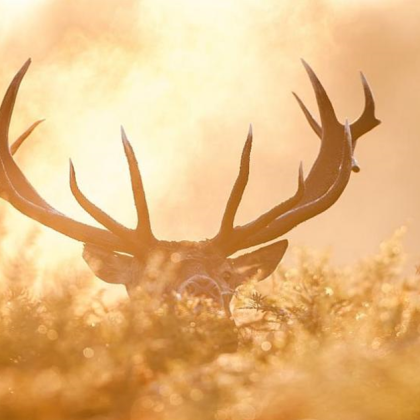 Убиха благороден елен във великотърновското село Райковци съобщиха от полицията Сигналът