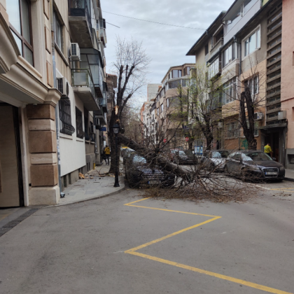 Дърво се стовари върху паркирана кола във Варна За това