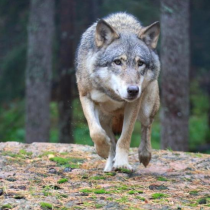 Популацията на хищниците сред природата расте с главоломно темпо и