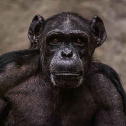 Изпълнителният директор и президент на зоопарка в Индианаполис в Съединените