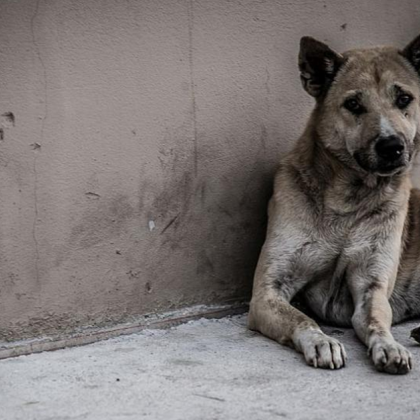 Жители на столичния квартал Симеоново изразиха сериозни притеснения относно безотговорното