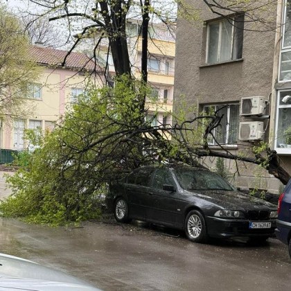 Пречупено дърво в Стара Загора предизвика тревога сред живеещите в