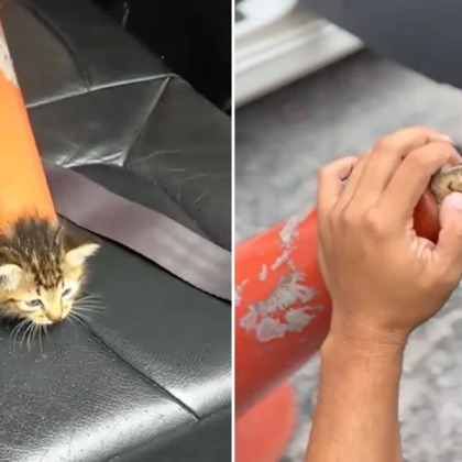 Котенцата са известни със своето игриво любопитство но една малка