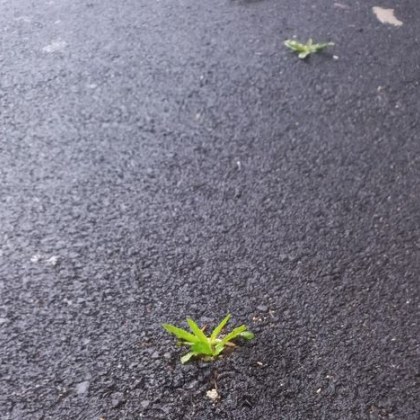 Пролетта вече е тук – дръвчетата се разлистват цветята разцъфват