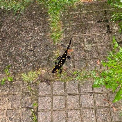 Жител на столичния квартал Драгалевци се натъкна на неочакван гост