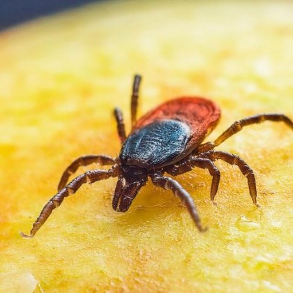 От началото на годината в България са регистрирани 45 случая