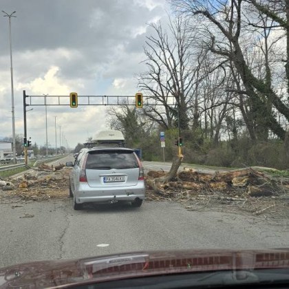 Инцидент стана днес на Цариградско шосе в София Голямо дърво се