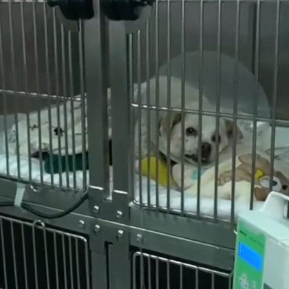 Нов случай на насилие над животно В Свищов издирват извършител