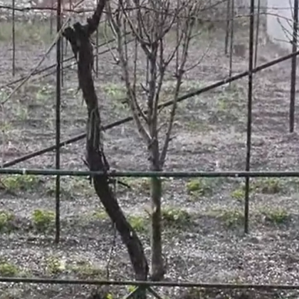 Градушка е ударила село Маноле Тя е била сравнително слаба