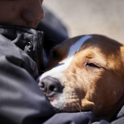 Във ветеринарна клиника Връбница е установено наличието на инфекциозната болест