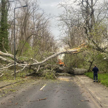 Огромно дърво се стовари на булевард Шести септември в Пловдив