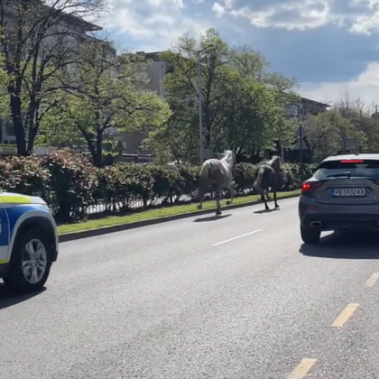 Двойка коне черен и бял станаха причина за