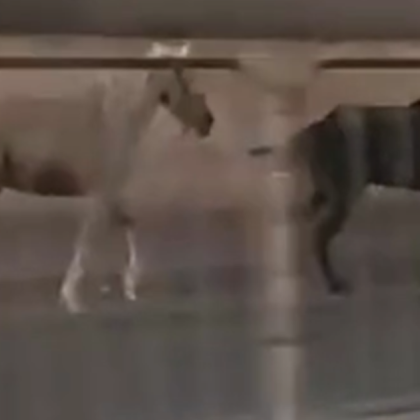 Двойка коне черен и бял станаха причина за