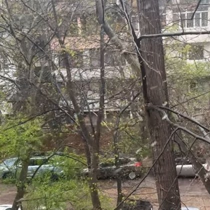 Априлски сняг заваля в София Граждани споделят кадри на снежинките