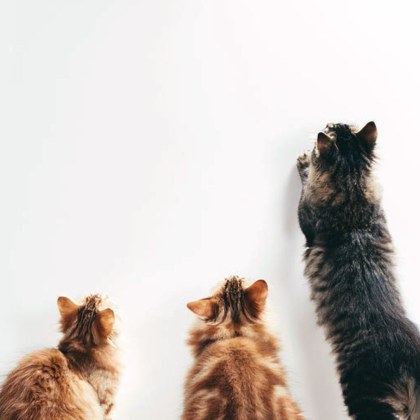 На фона на протестите срещу насилието над животни в пловдивското