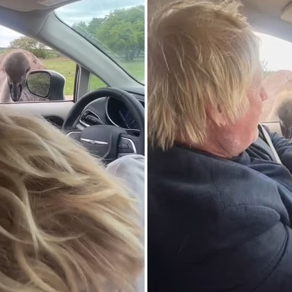 Щраус ухапа Борис Джонсън по време на семейно сафари пътуване в