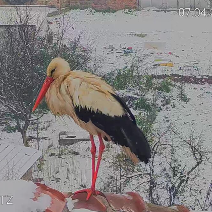 През вече настъпилата пролет повечето от белите щъркели гнезядщи в