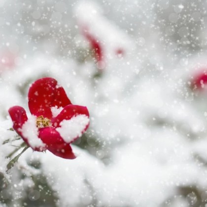 Днес на много места ще продължи да вали сняг или