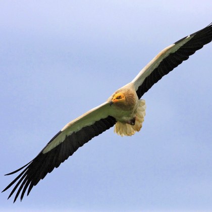 Египетски лешояд загина след отравяне в Източните Родопи За случая съобщиха