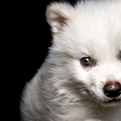 Група учени твърдят че са върнали към живот вид вълк