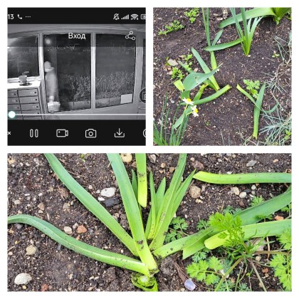 Грижливо засадени цветя дни на труд обединение на съседи и