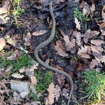 Община Варна търси човек който да изпълнява задачата по залавяне