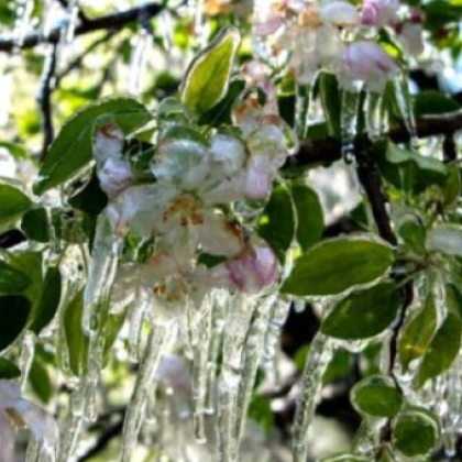 Държавата ще компенсира щетите на земеделските производители в страната в