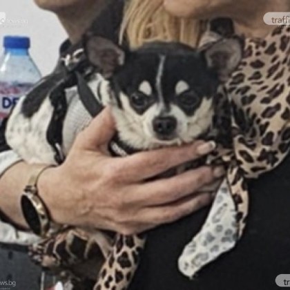 Казусът с кученцето Мауси заради което преди месец се развихри