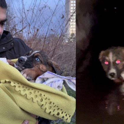 Да помагаш 8 часа на кученце което е паднало в