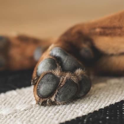 Районна прокуратура – Враца внесе в съда обвинителен акт срещу