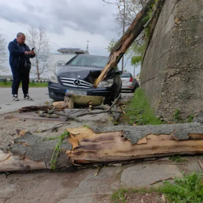 Огромно дърво се вряза в спрял автомобил в Русе Шофьорът