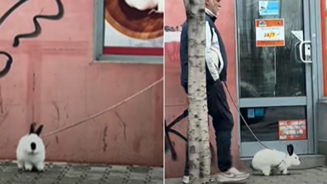 Вместо куче – заек: Необичайната разходка, която очарова TikTok ВИДЕО