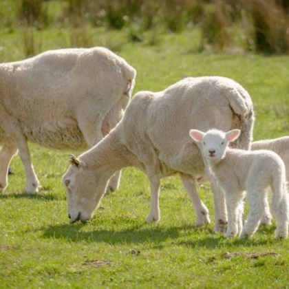 Крадци отмъкнаха 50 агнета от стопанство във врачанското село Бутан