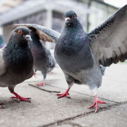 Китайски ресторант беше принуден да затвори след като разследване разкри