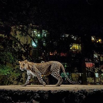 13 годишна тийнейджърка е била нападната от леопард в индийския щат