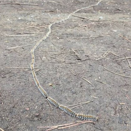 Гъсеницата борова процесионка известна с вредното си въздействие върху хора