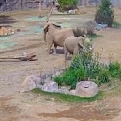 В зоопарка San Diego Zoo Safari Park стадо африкански слонове