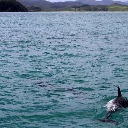 Изключително необичайна гледка на Северния плаж в Бургас До брега