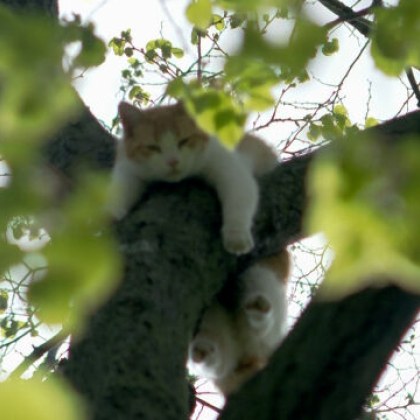Коте прекара почти 100 часа без храна и вода заклещено