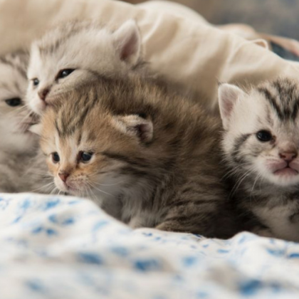 Пореден случай на жестоко насилие над животни 59 годишен мъж изхвърли две новородени котета